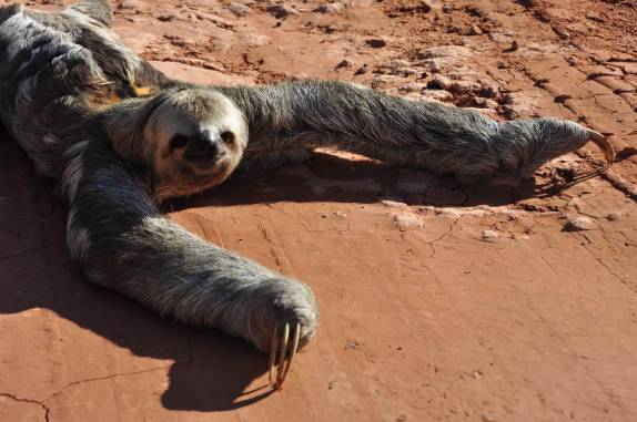 Desajeitadamente, um bicho-preguiça tenta cruzar a estrada no trecho inicial da BR-319, rodovia que liga Manaus à Porto Velho